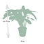 Calathea Flamestar - Pauwenplant - 75cm - Ø19