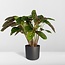 Calathea Flamestar - Pauwenplant - 75cm - Ø19
