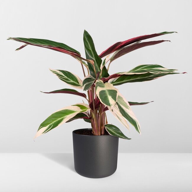 Calathea Triostar - Pauwenplant - 70cm - Ø19