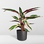 Calathea Triostar - Pauwenplant - 70cm - Ø19