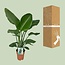 Strelitzia Nicolai Ø19cm - ↕80cm