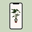 Alocasia Zebrina Ø19cm - ↕75cm