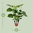 Monstera Deliciosa - Gatenplant - 65cm - Ø21 - Ø19cm - 60cm