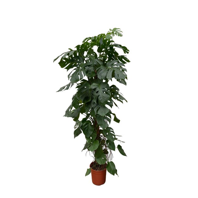 Monstera Deliciosa XXL - 225cm - ⌀40