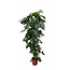 Monstera Deliciosa XXL - 225cm - ⌀40