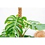 Monstera Deliciosa XXL - 225cm - ⌀40