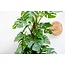 Monstera Deliciosa XXL - 225cm - ⌀40