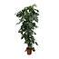 Monstera Deliciosa XXL - 225cm - ⌀40