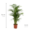 Areca palm - Ø19cm - ↕85cm