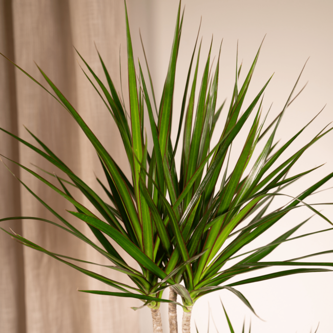 Dracaena Marginata - Ø19cm - ↕100cm
