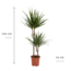 Dracaena Marginata - Ø19cm - ↕100cm
