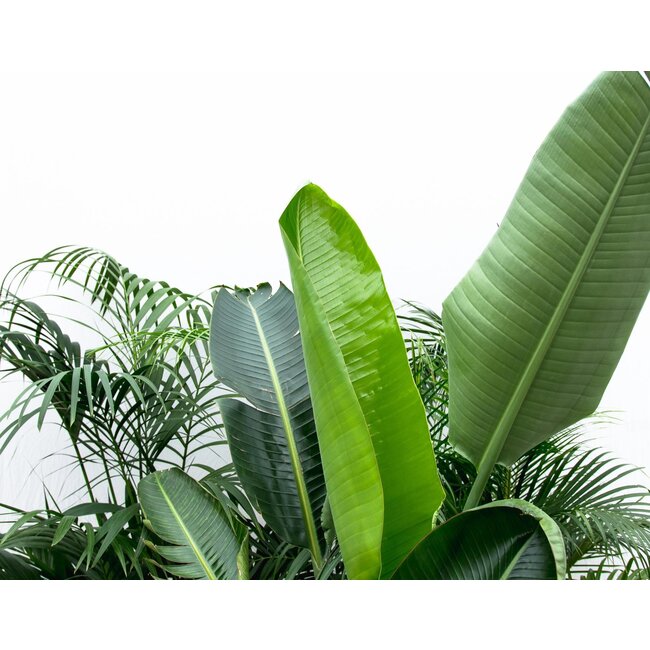 Combi deal XXL - Kentia 200 cm, Strelitzia Nicolai 225 cm, Areca 200 cm