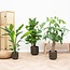 Combi deal - Strelitzia Nicolai 70 cm - Wout L 130 cm - Ficus Lyrata vertakt 160cm