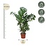 Caryota Mitis - 240 cm - ø45