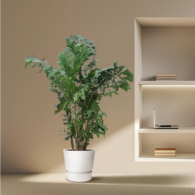 Caryota Mitis - 240 cm - ø45