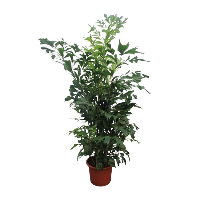 Caryota Mitis - 270 cm - ø50
