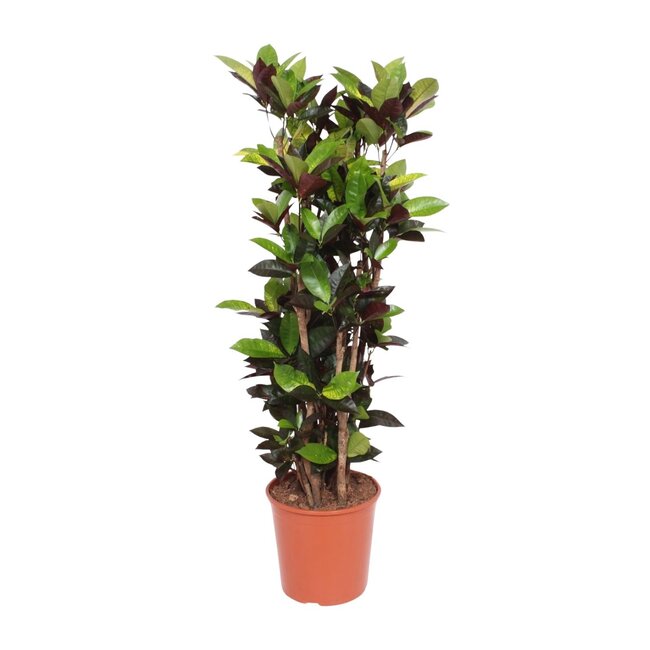 Codiaeum Iceton (Croton Iceton) - 140 cm - ø30