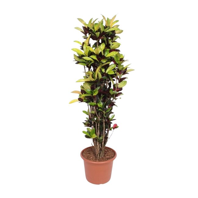 Codiaeum Iceton (Croton Iceton) - 190 cm - ø45