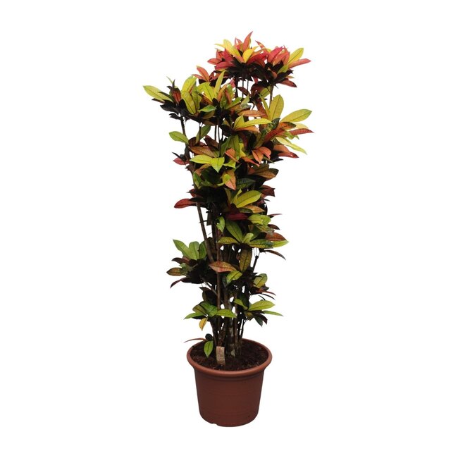 Codiaeum Iceton (Croton Iceton) - 220 cm - ø50