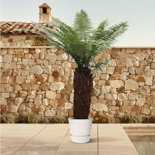 Dicksonia Antarctica - 250cm - ø50
