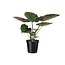 Alocasia Wentii - Olifantsoor - 70cm - Ø19