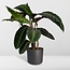 Calathea Warscewiczii - Pauwenplant - 70cm - Ø19
