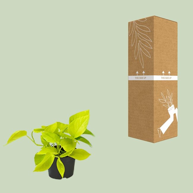 Epipremnum Golden Pothos - Ø12 - ↨15cm