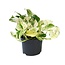 Epipremnum Happy Leaf Ø12cm - ↕15cm