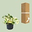Epipremnum Happy Leaf Ø12cm - ↕15cm