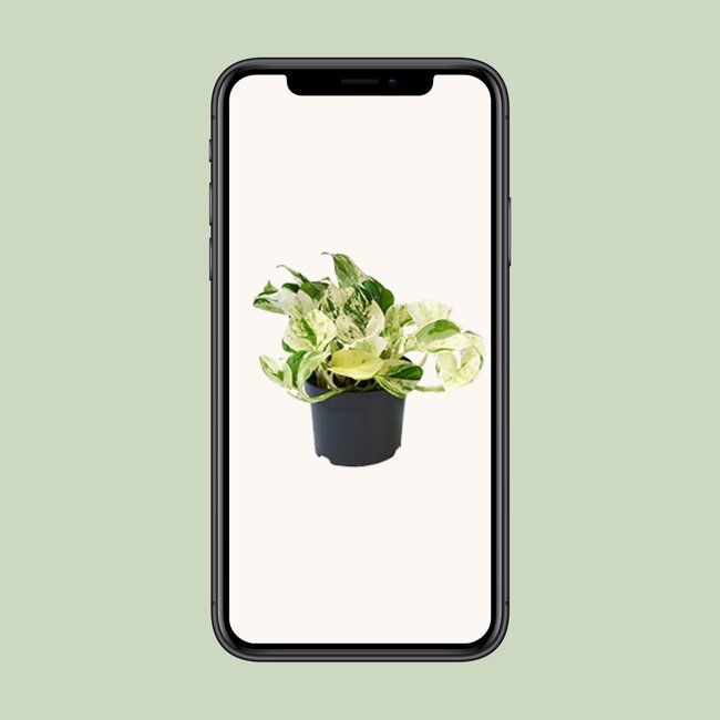 Epipremnum Happy Leaf Ø12cm - ↕15cm