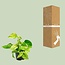 Epipremnum Marble Queen - Ø12 - ↨15cm