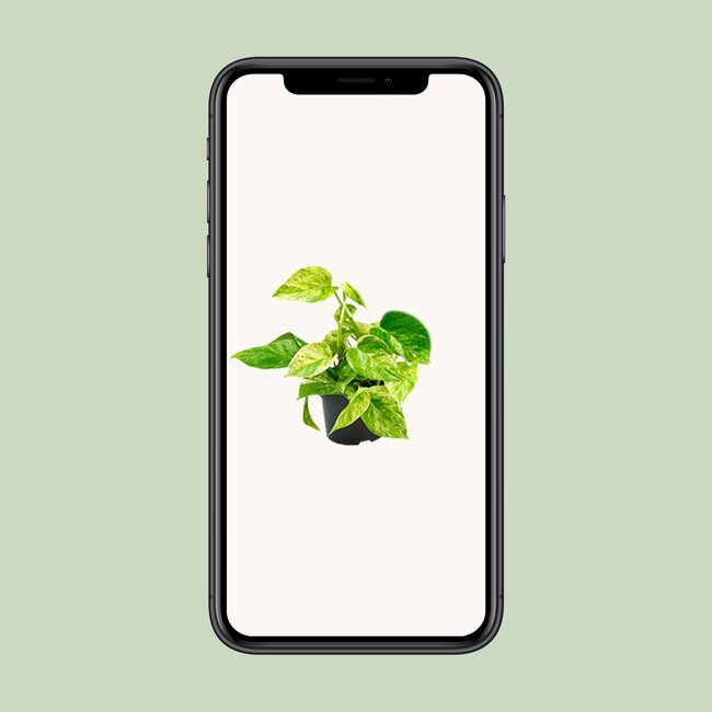 Epipremnum Marble Queen - Ø12 - ↨15cm