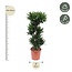 Dracaena Compacta - 140 cm - ø30