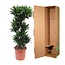Dracaena Compacta - 140 cm - ø30