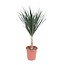 Dracaena Draco - 140 cm - ø27