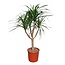 Dracaena Draco vertakt - 160 cm - ø34