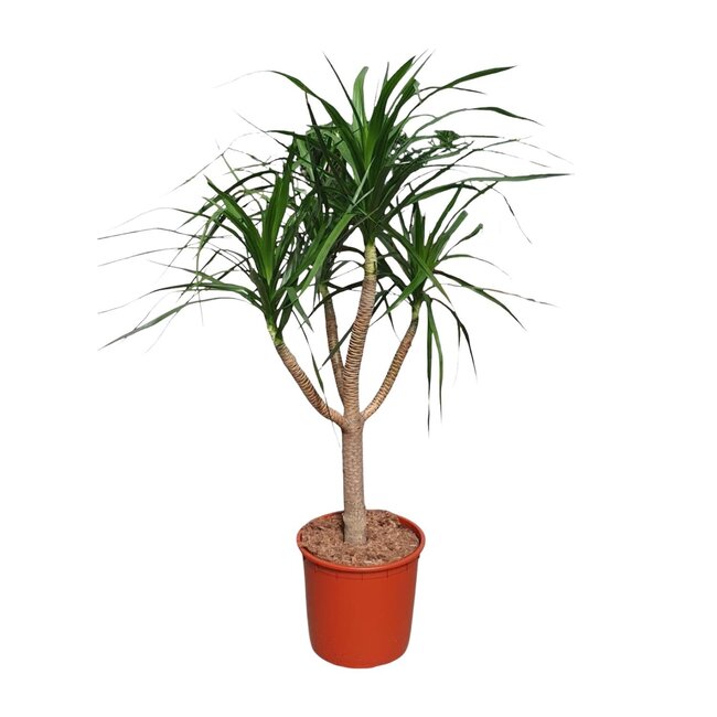Dracaena Draco vertakt - 160 cm - ø34