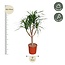 Dracaena Draco vertakt - 160 cm - ø34