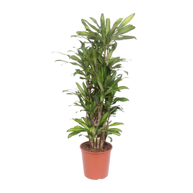 Dracaena Eve - 160 cm - ø30