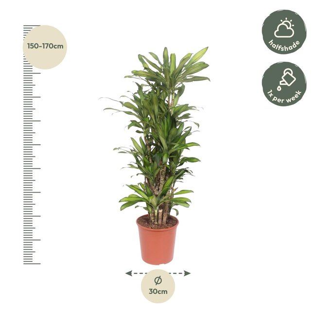 Dracaena Eve - 160 cm - ø30