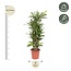Dracaena Eve - 160 cm - ø30