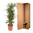 Dracaena Eve - 160 cm - ø30