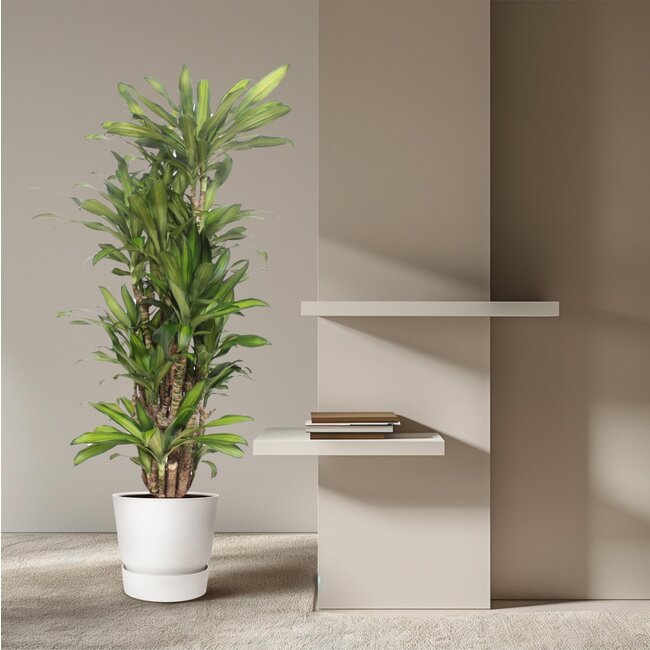 Dracaena Eve - 160 cm - ø30