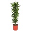 Dracaena Golden Coast - 200 cm - ø34