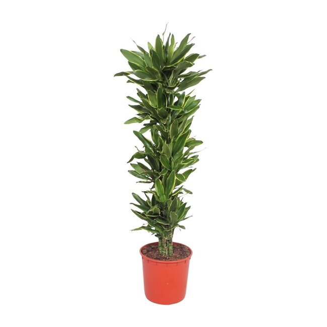 Dracaena Golden Coast - 200 cm - ø34