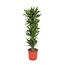 Dracaena Golden Coast - 200 cm - ø34