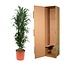 Dracaena Janet Craig - 170 cm - ø34