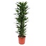 Dracaena Janet Lind - 170 cm - ø34