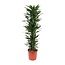 Dracaena Janet Lind - 170 cm - ø34