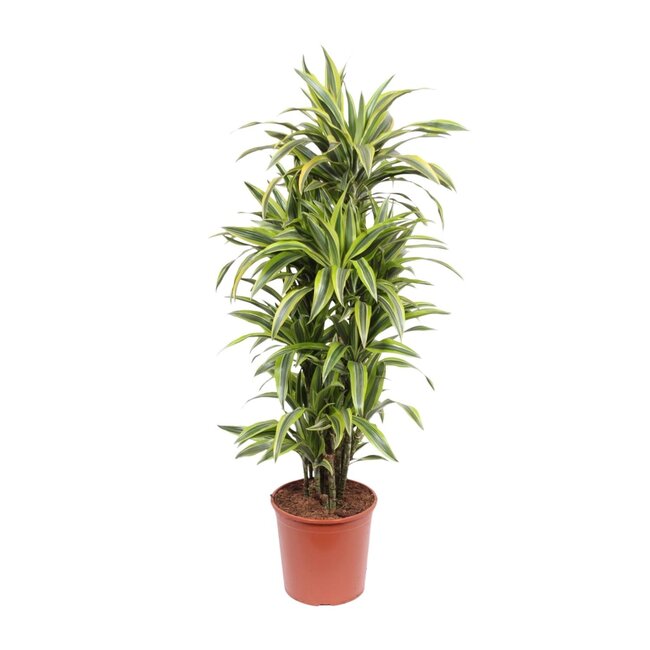Dracaena Lemon Lime - 150 cm - ø30